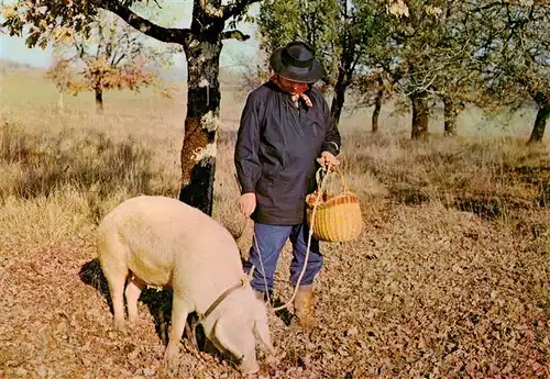 AK / Ansichtskarte  Schweine En Pericord Truffel Sucher