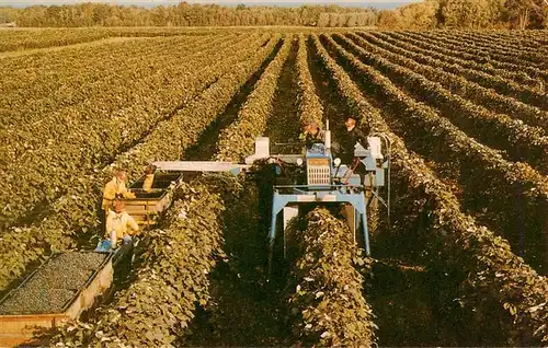 AK / Ansichtskarte 73954129 Landwirtschaft Grape Harvester 