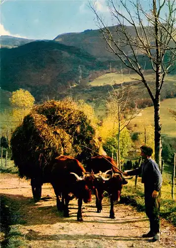 AK / Ansichtskarte  Landwirtschaft Couleurs et Lumiere de France Bullen 