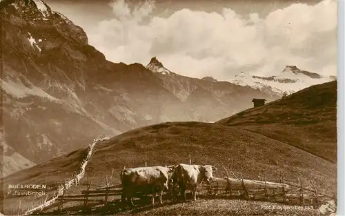 AK / Ansichtskarte  Adelboden_BE Kuhnisbergli Almvieh