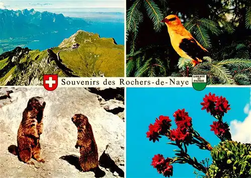 AK / Ansichtskarte  Rochers_de_Naye_VD Vue aerienne sur Montreux Vue d'ensemble