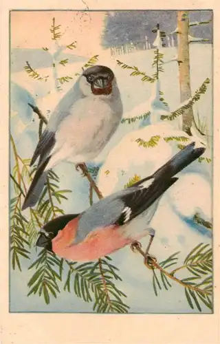 AK / Ansichtskarte  Voegel_Birds_Oiseaux Dompfaff- Bouvreuil