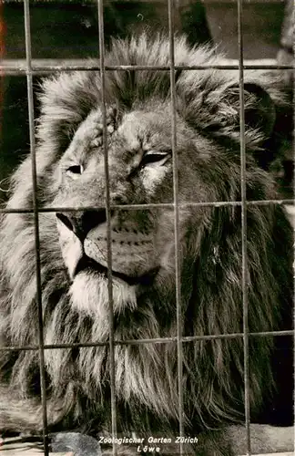 AK / Ansichtskarte  Loewe_Lion-- Zoologischer Garten Zuerich 