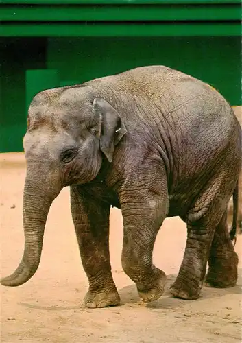 AK / Ansichtskarte  Elefant Baby