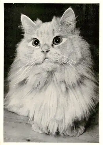 AK / Ansichtskarte  Katzen Perserkatze