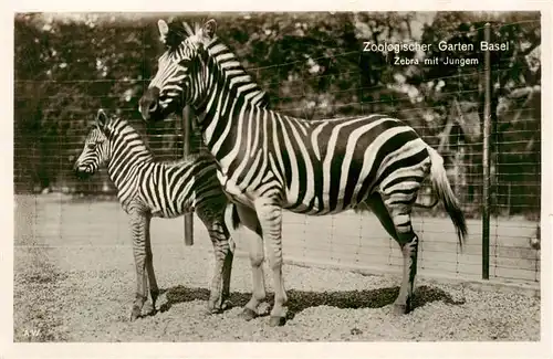 AK / Ansichtskarte 73960211 Zoo_Gardin_Zoologique-- Basel Zebra mit Jungem