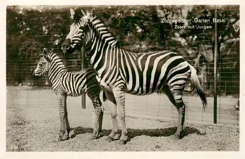 AK / Ansichtskarte  Zoo_Gardin_Zoologique-- Basel Zebra mit Jungem