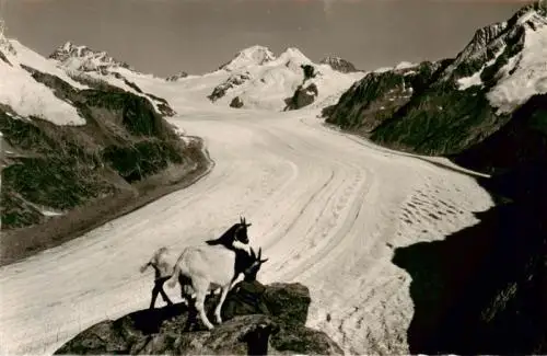 AK / Ansichtskarte  Eggishorn_2927m_VS Jungfrau Moench Eiger Grosser Aletschgletscher