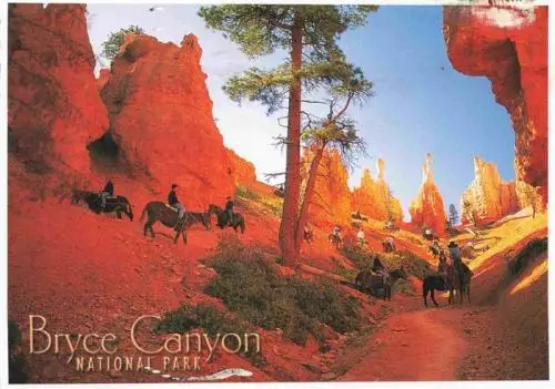 AK / Ansichtskarte 73961530 Bryce_Canyon_National_Park Horses and mules take visitors into the Canyon
