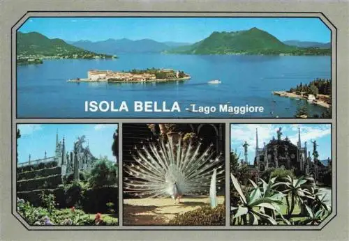 AK / Ansichtskarte  Stresa_Borromeo_Lago_Maggiore_IT Panorama Isola Bella Lago Maggiore Pfau