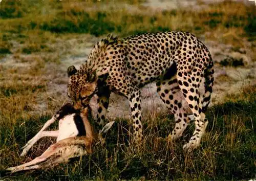 AK / Ansichtskarte 73962219 Tiere Guepars Cheetah
