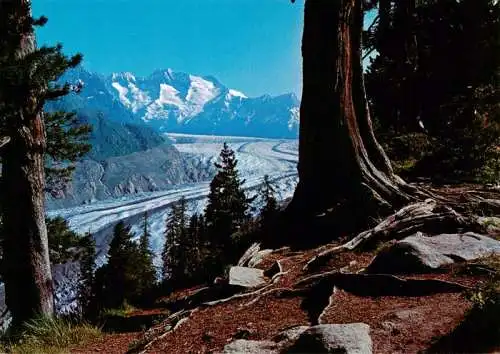 AK / Ansichtskarte  Gletscher_Glacier_Glaciar Naturschutzgebiet Aletschwald 