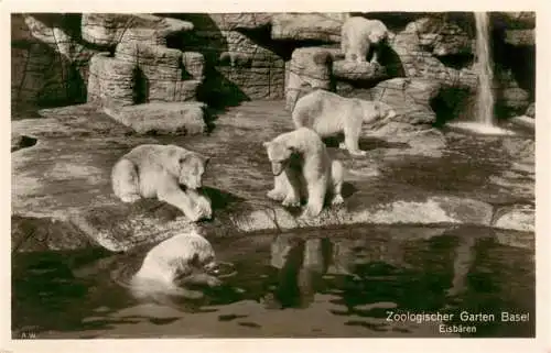 AK / Ansichtskarte  Zoo_Gardin_Zoologique-- Basel Eisbaeren