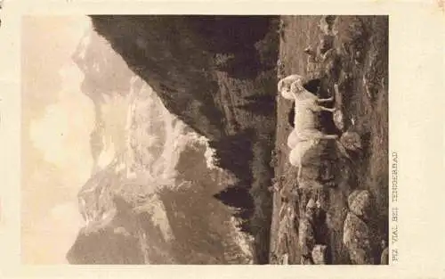 AK / Ansichtskarte  Tenigerbad_Lachen_SZ Piz Vial Schafherde