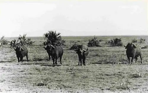 AK / Ansichtskarte 73965150 Beira_Mocambique Búfalos Buffaloes