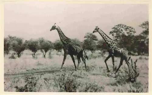 AK / Ansichtskarte 73965158 Zimbabwe_Sambia Giraffen Hwarge National Park