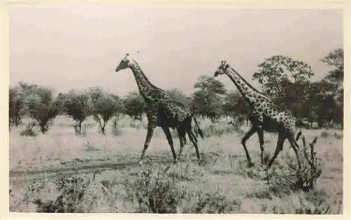 AK / Ansichtskarte  Zimbabwe_Sambia Giraffen Hwarge National Park