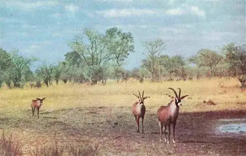 AK / Ansichtskarte  Simbabwe_Rhodesia Wankie National Park