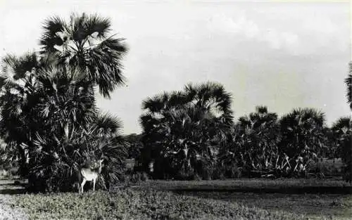 AK / Ansichtskarte  Beira_Mocambique Gazellen Gorongosa Reservat