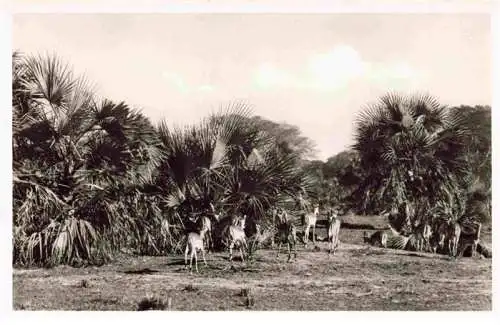 AK / Ansichtskarte  Beira_Mocambique Gazellen Gorongosa Reservat