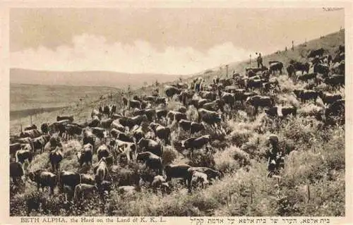 AK / Ansichtskarte 73965295 Beth_Alpha_Israel the Herd on the Land of K. K. L.