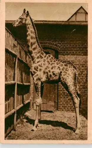 AK / Ansichtskarte  Zoo_Gardin_Zoologique-- 2000 Giraffe Stall