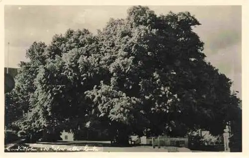 AK / Ansichtskarte  Bordesholm 600jaehrige Linde