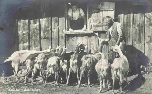 AK / Ansichtskarte 73967883 Landwirtschaft Ziegen Beim salzlecken 