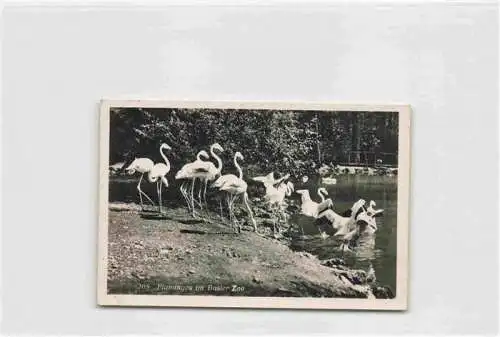 AK / Ansichtskarte 73967952 Flamingo Basler Zoo Sullana