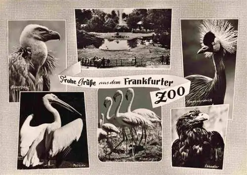 AK / Ansichtskarte 73968015 Zoo_Gardin_Zoologique-- Frankfurter Pelikan Seeadler Kronenkranich Flamingo