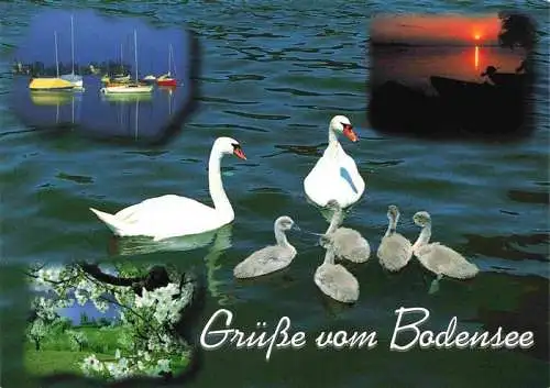 AK / Ansichtskarte  Schwan_Swan_Cygne Bodensee 