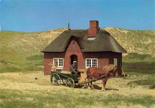 AK / Ansichtskarte 73969797 Amrum_Insel_Nebel_Nordfriesland Vogelwaerterhaus auf Amrum-Odde Pferdefuhrwerk