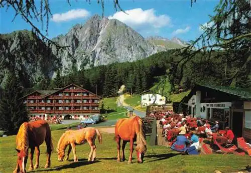 AK / Ansichtskarte  Falzeben_Hafling_Bozen_Suedtirol_IT mit Ilfinger Haflinger Pferde