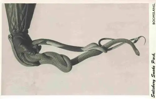 AK / Ansichtskarte 73971951 Salisbury__Harare_Rhodesia_Simbabwe Snake Park Boomslang