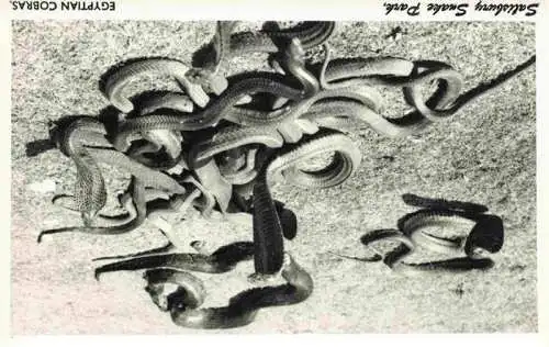 AK / Ansichtskarte 73971952 Salisbury__Harare_Rhodesia_Simbabwe Snake Park Egyptian Cobras