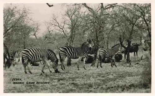 AK / Ansichtskarte  Hwange_Wankie_National-Park_Simbabwe_Rhodesia Zebra Wankie Game Reserve