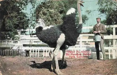 AK / Ansichtskarte 73974312 Pasadena_California_USA Mayor Mc. Kinley Ostrich Farm