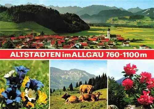 AK / Ansichtskarte 73978396 Altstaedten_Allgaeu Panorama Alpen Almvieh Kuehe Alpenflora