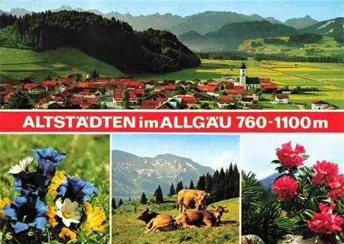 AK / Ansichtskarte  Altstaedten_Allgaeu Panorama Alpen Almvieh Kuehe Alpenflora