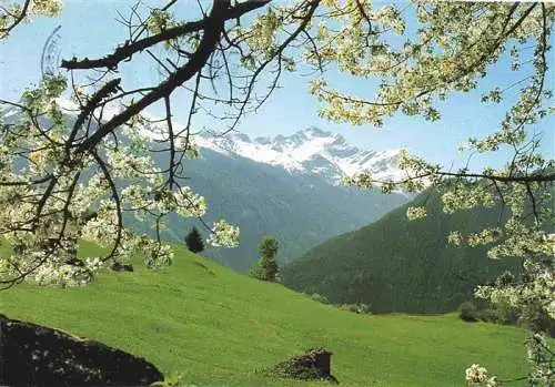 AK / Ansichtskarte 73978863 Pettnau_Arlberg The Riffler framed in cherry blossom Sommerpanorama Baumbluete