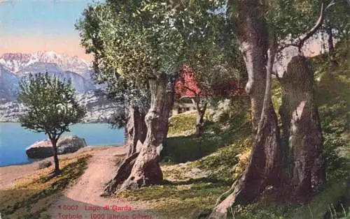 AK / Ansichtskarte  Torbole_Lago_di_Garda_IT 1000jaehrige Oliven