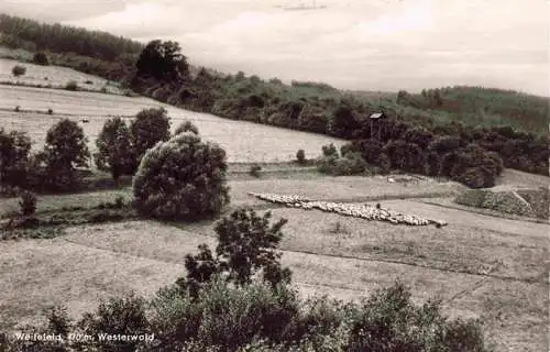 AK / Ansichtskarte  Weitefeld_Westerwald_Rheinland-Pfalz Panorama