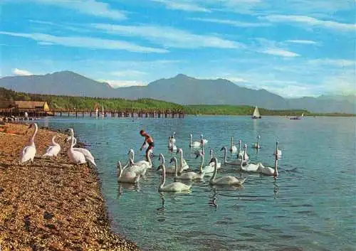 AK / Ansichtskarte 73981758 Chiemsee mit Hochfelln und Hochgern Schwaene am Strand