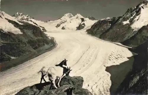 AK / Ansichtskarte  Eggishorn_2927m_VS Jungfrau Moench Eiger Grosser Aletschgletscher Gemsen Bergwelt