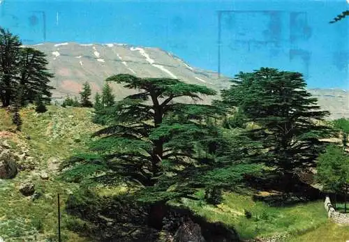 AK / Ansichtskarte  Cedars_Lebanon The Cedar of the Flag