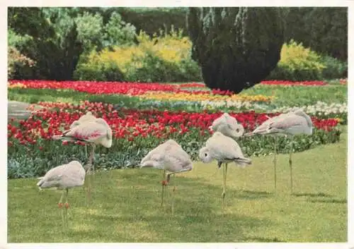 AK / Ansichtskarte 73984085 Zoo_Gardin_Zoologique-- Wilhelma Stuttgart Flamingos 