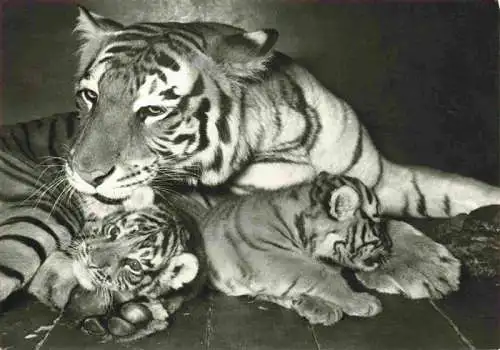 AK / Ansichtskarte  Zoo_Gardin_Zoologique-- Basel Tieger Jungen