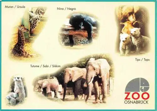 AK / Ansichtskarte 73984102 Zoo_Gardin_Zoologique-- Osnabrueck Baer Tip Taps Elefant Tutume Sabi Sikkim Erdmenschen Giraffe