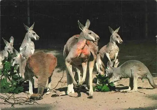 AK / Ansichtskarte 73984110 Zoo_Gardin_Zoologique-- Stuttgart Bad Cannstatt Wilhelma Rotes Riesenkaenguruh