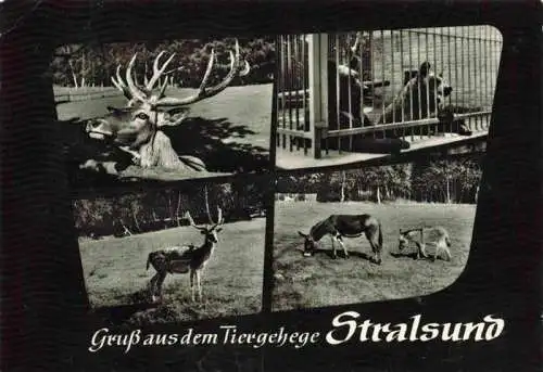 AK / Ansichtskarte  Zoo_Gardin_Zoologique-- Stralsund Essel Baer Hirsch 